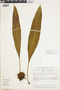 Elaphoglossum ellipticifolium image