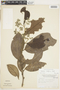 Dichapetalum latifolium image