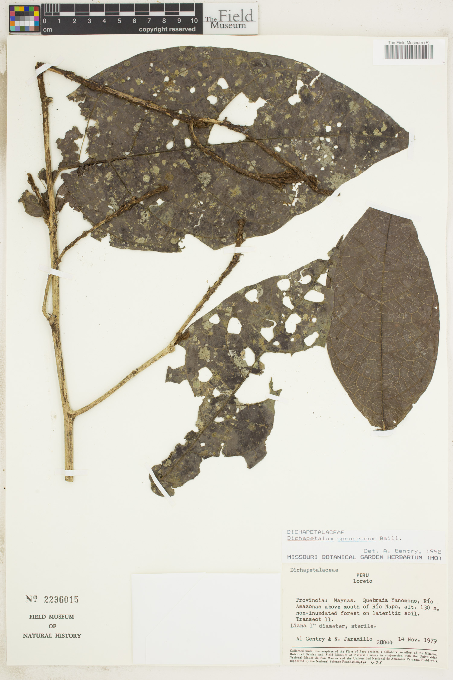 Dichapetalum spruceanum image