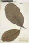 Dichapetalum spruceanum image