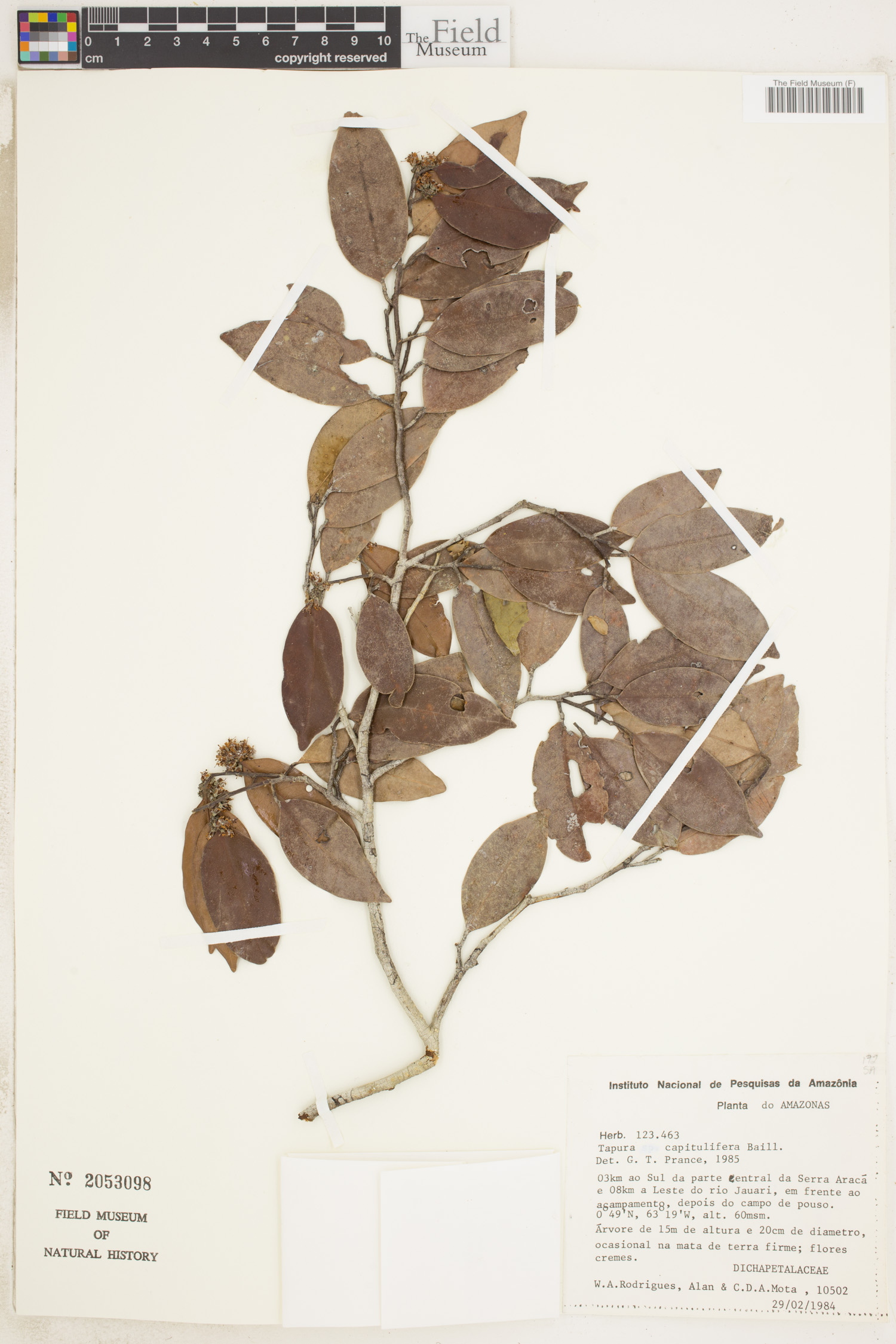 Tapura capitulifera image