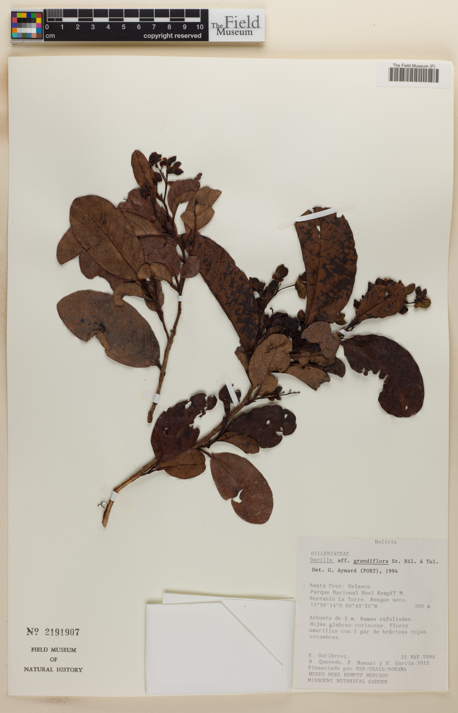 Davilla grandiflora image