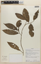 Tapura peruviana var. petioliflora image