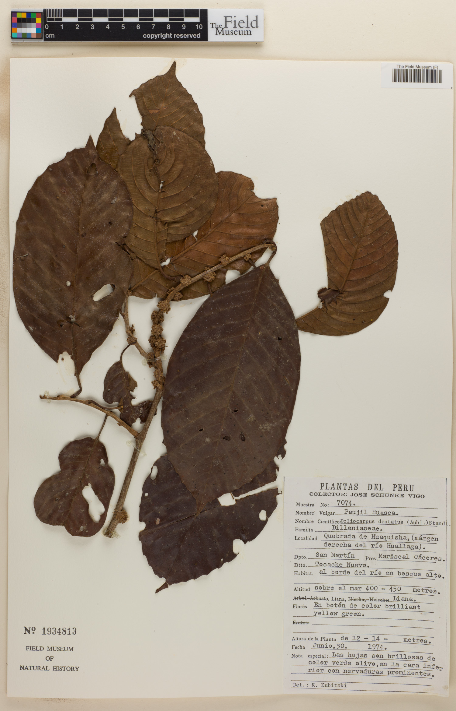 Doliocarpus dentatus image