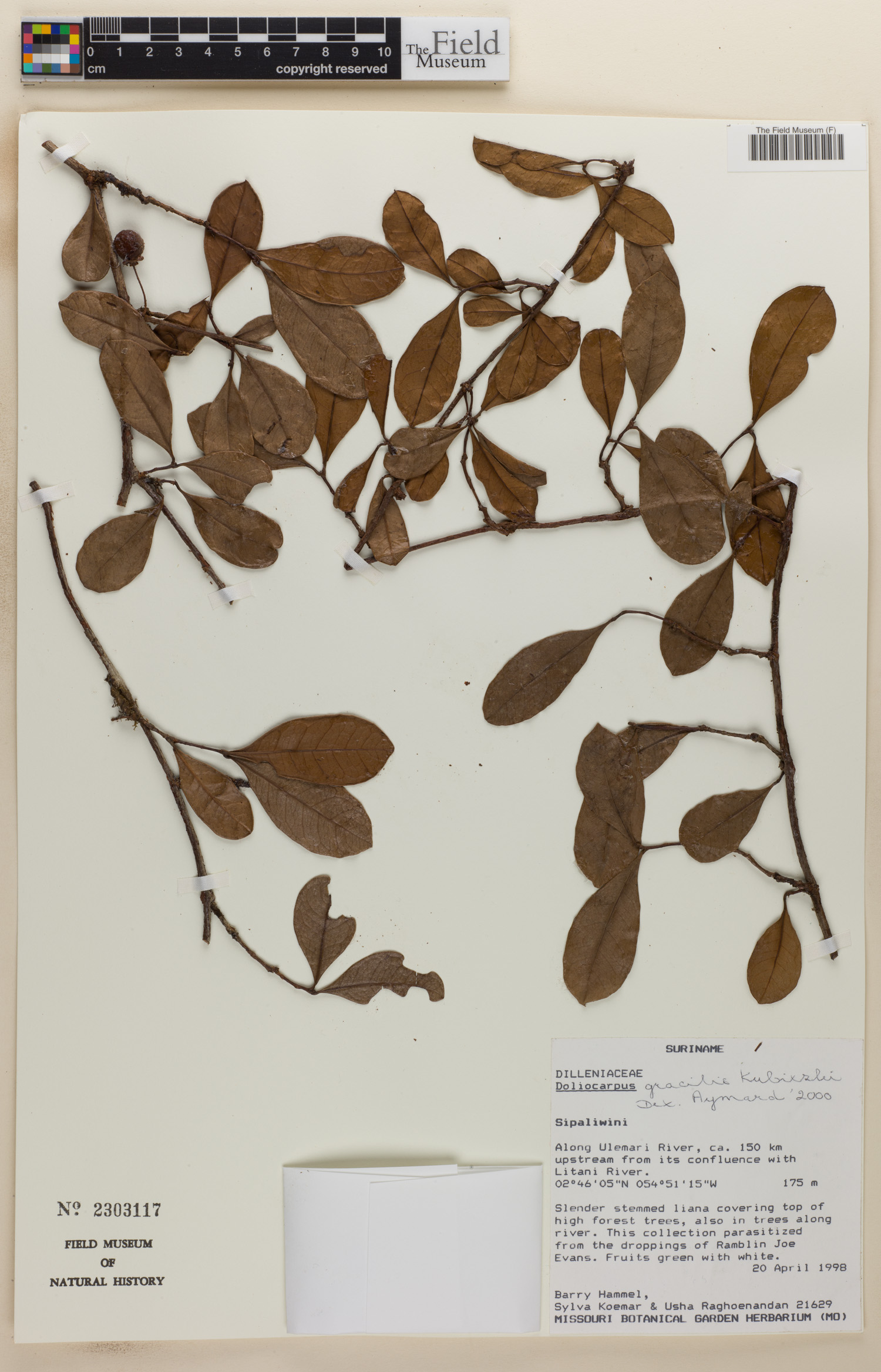 Doliocarpus gracilis image