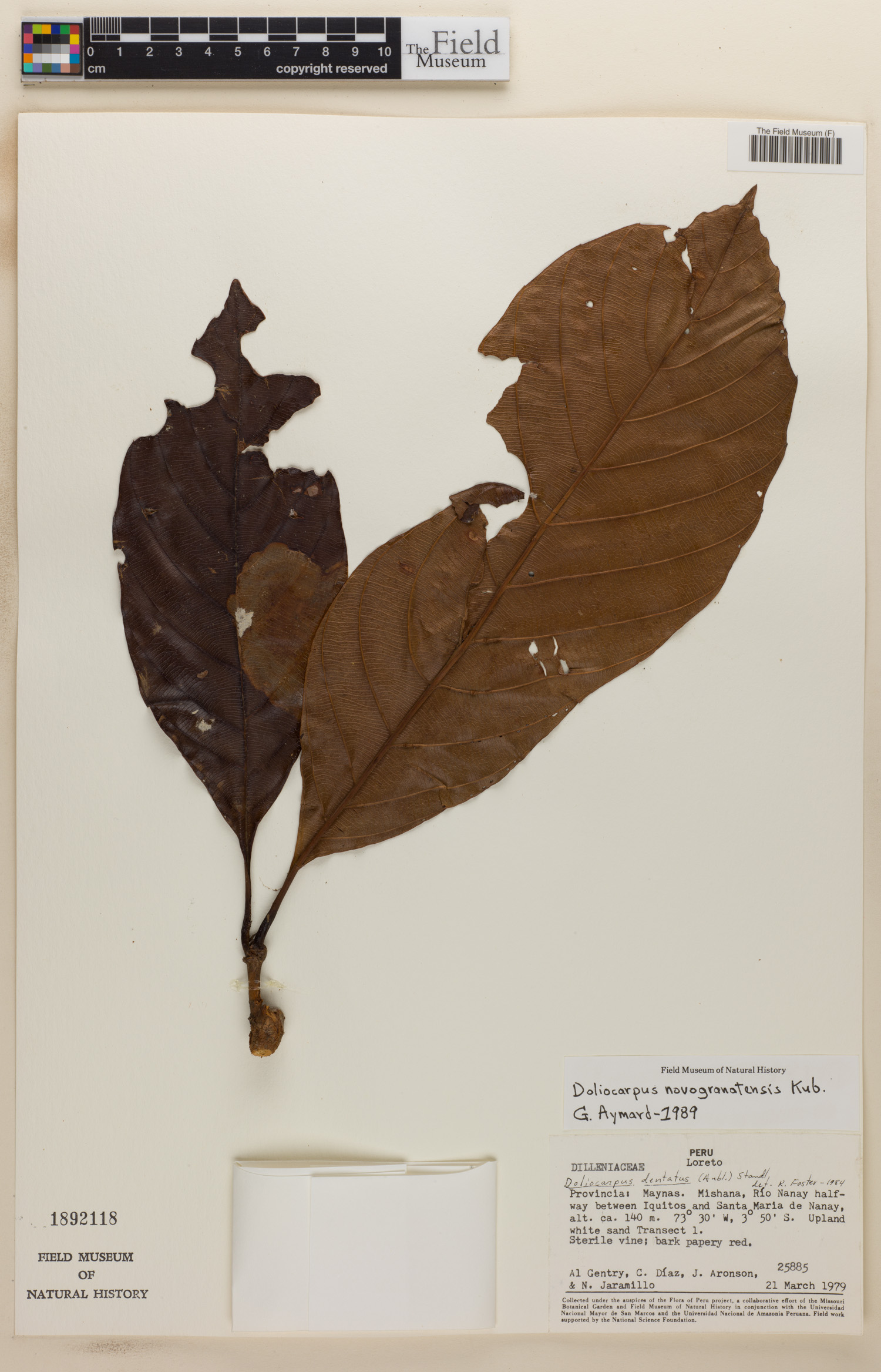 Doliocarpus novogranatensis image