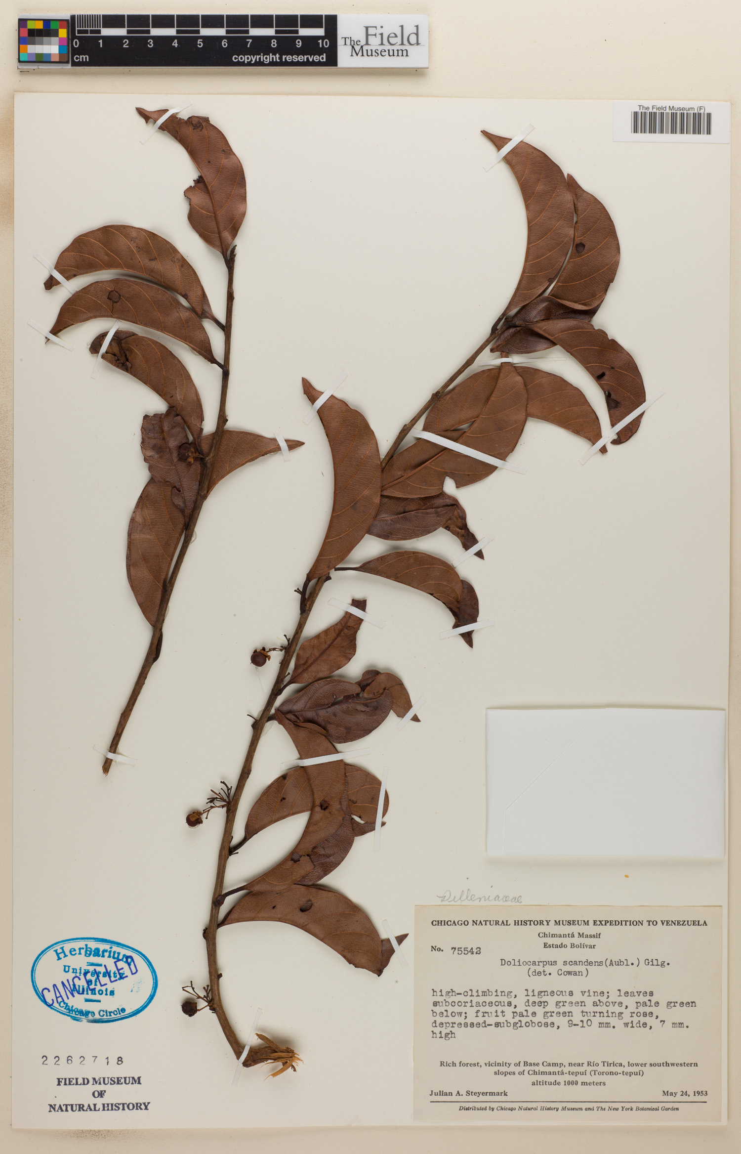 Doliocarpus scandens image