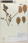 Tetracera parviflora image