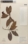 Tetracera parviflora image