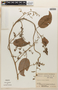 Tetracera costata subsp. rotundifolia image