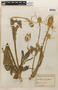 Dipsacus fullonum ssp. sylvestris image
