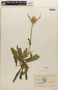 Dipsacus fullonum ssp. sylvestris image