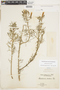 Malesherbia tenuifolia image