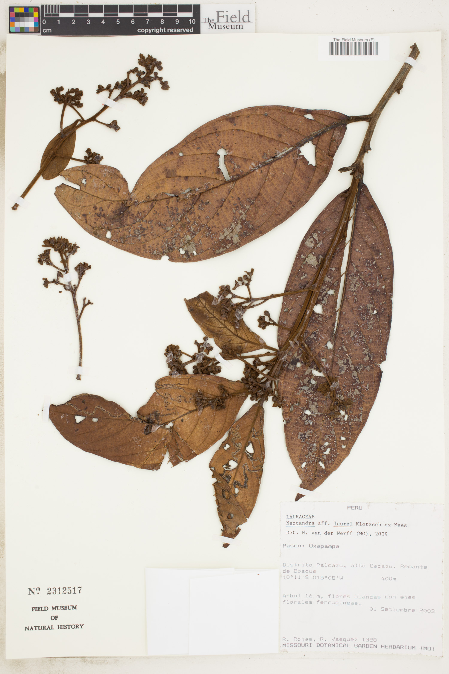 Nectandra laurel image