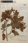 Weinmannia auriculifera image