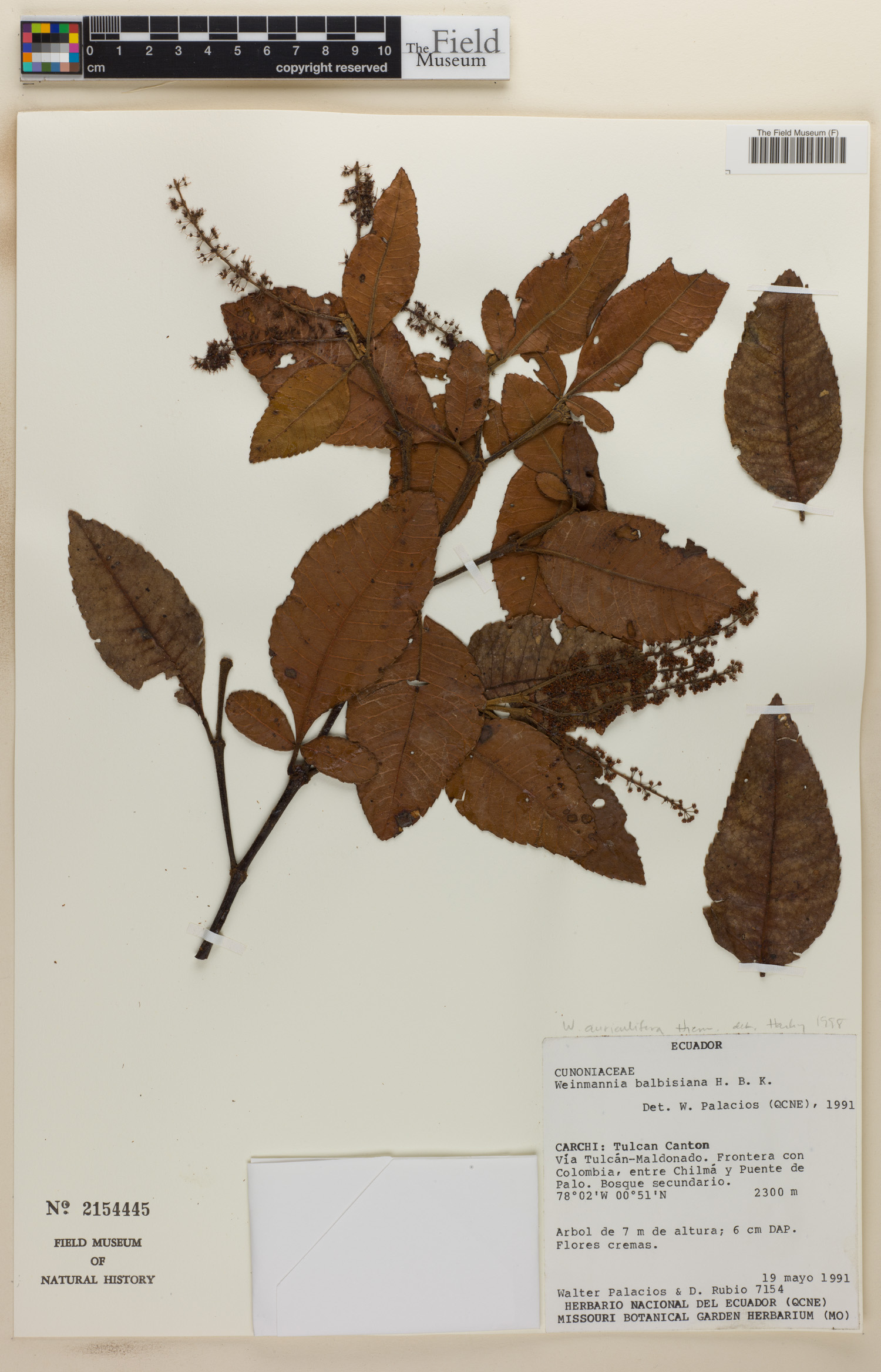 Weinmannia auriculifera image