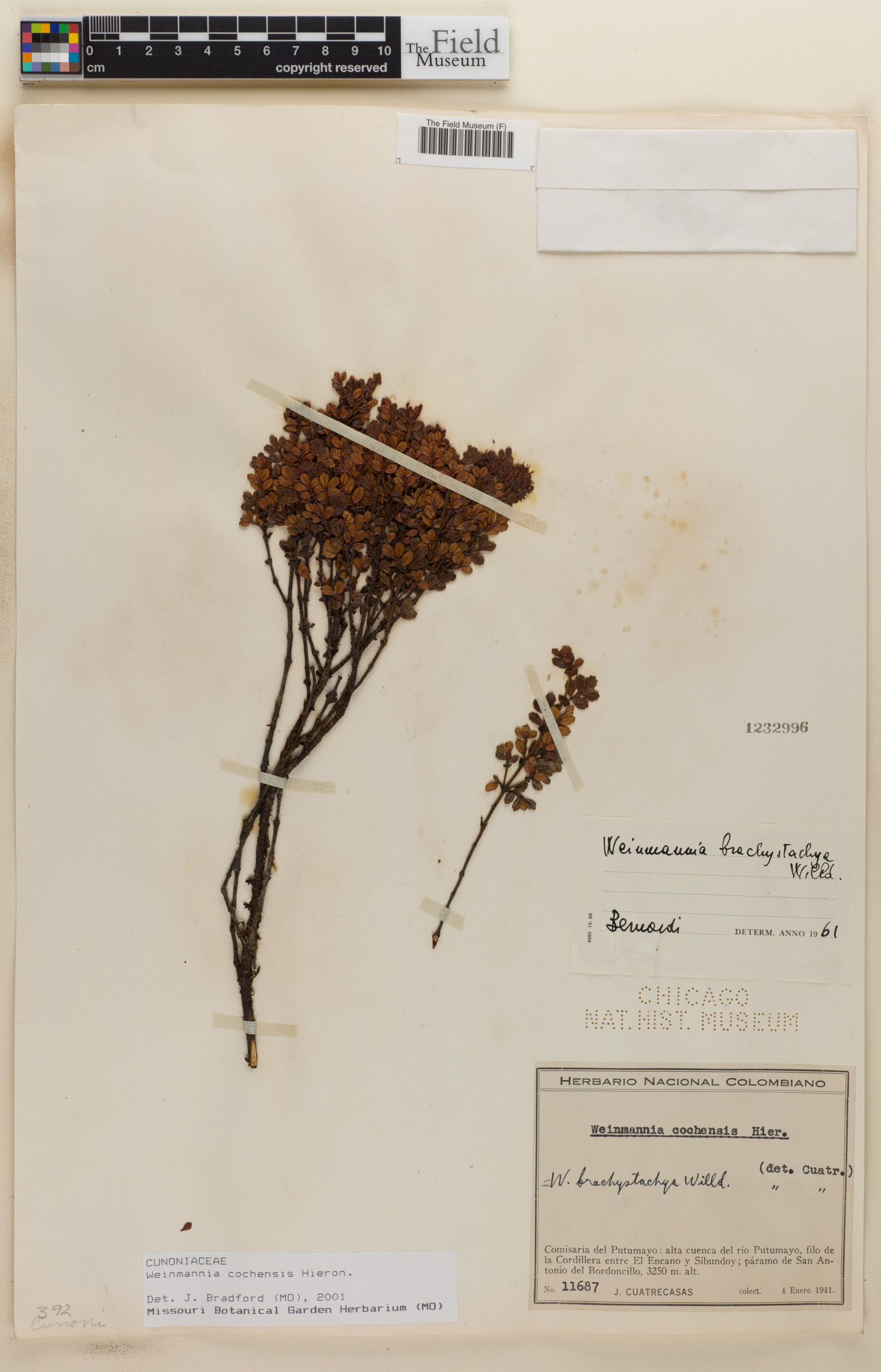 Weinmannia cochensis image