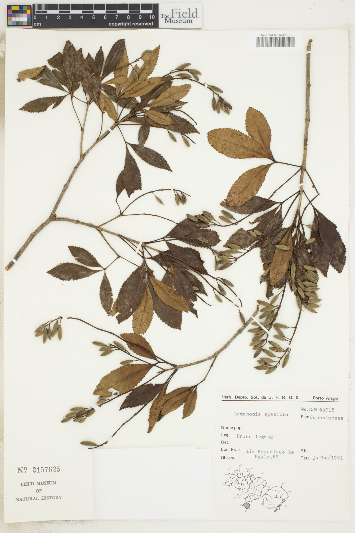 Lamanonia speciosa image