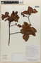 Weinmannia crassifolia image