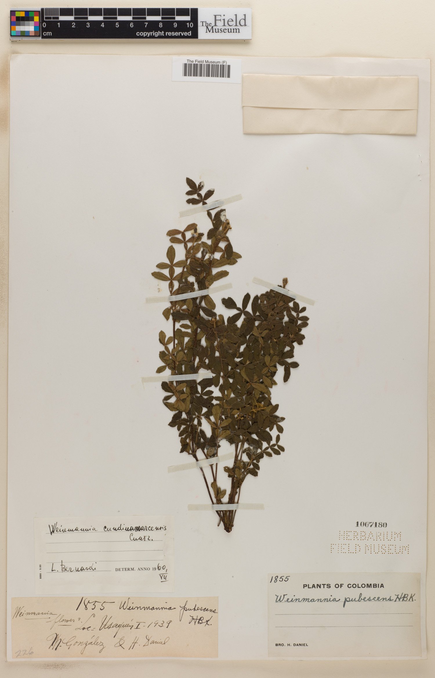 Weinmannia cundinamarcensis image