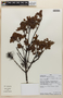 Weinmannia cymbifolia image