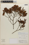 Weinmannia dryadifolia image