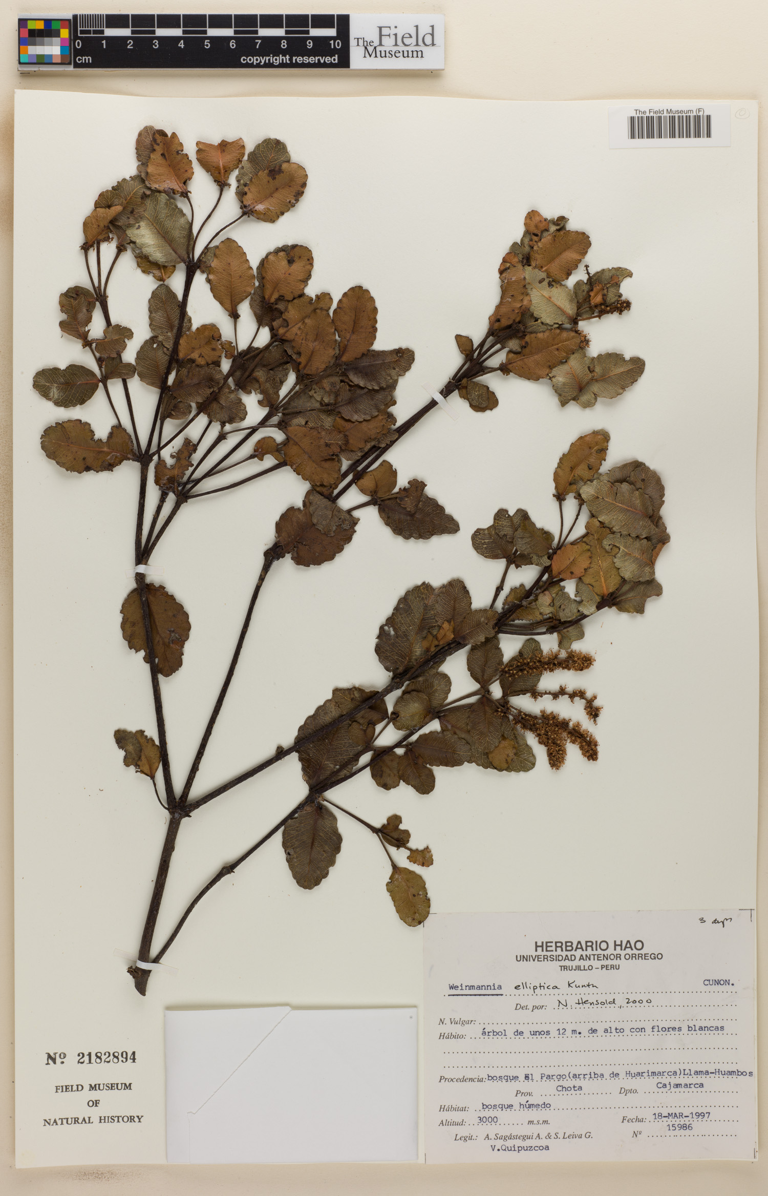 Weinmannia elliptica image