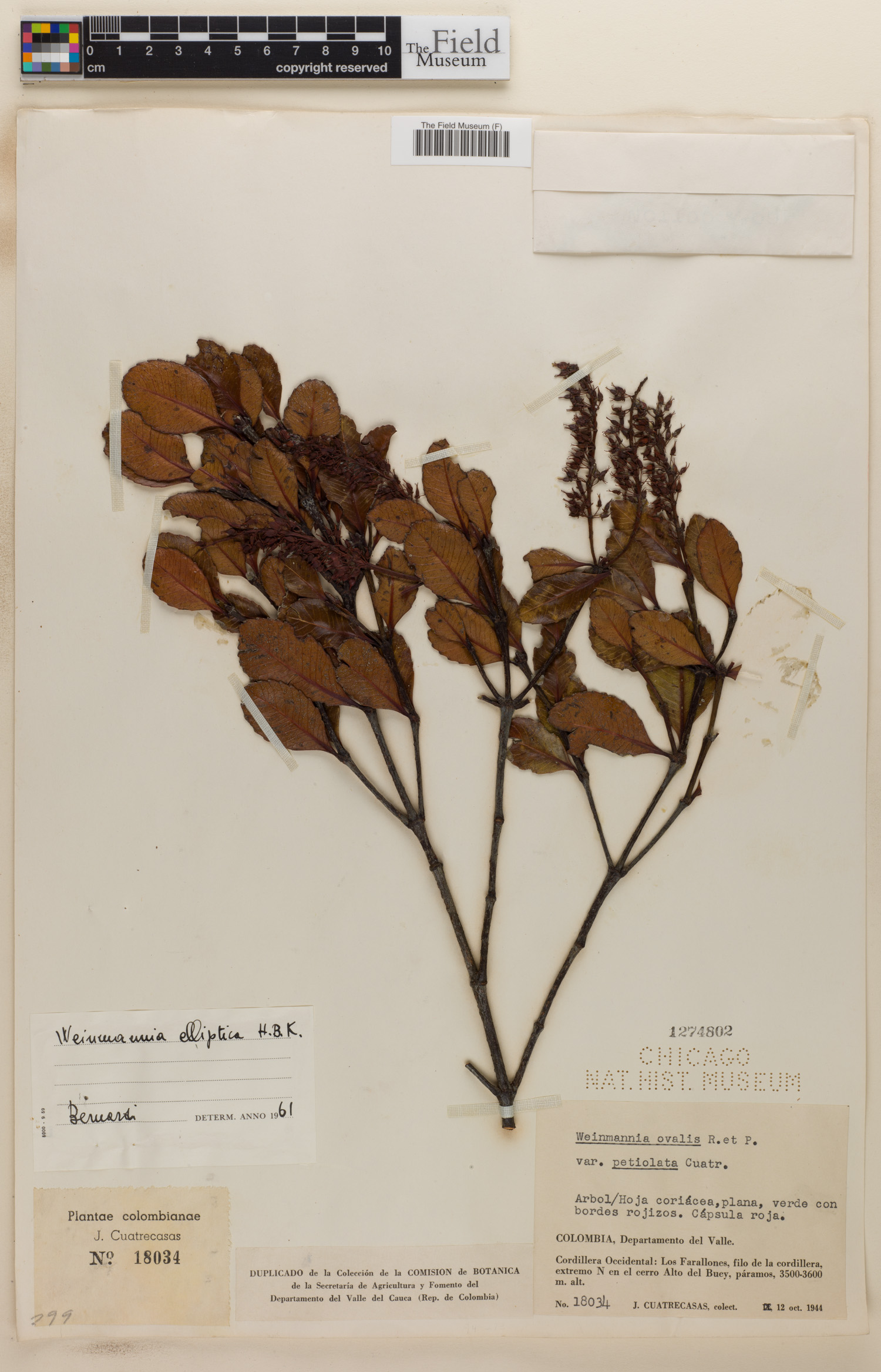 Weinmannia elliptica image