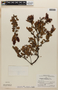 Weinmannia fagaroides image