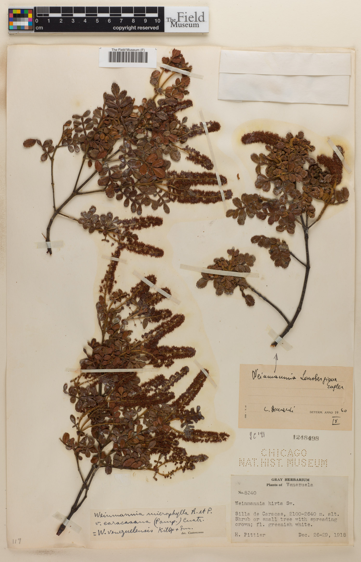Weinmannia lansbergiana image