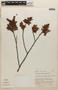 Weinmannia lansbergiana image