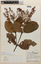 Weinmannia latifolia image