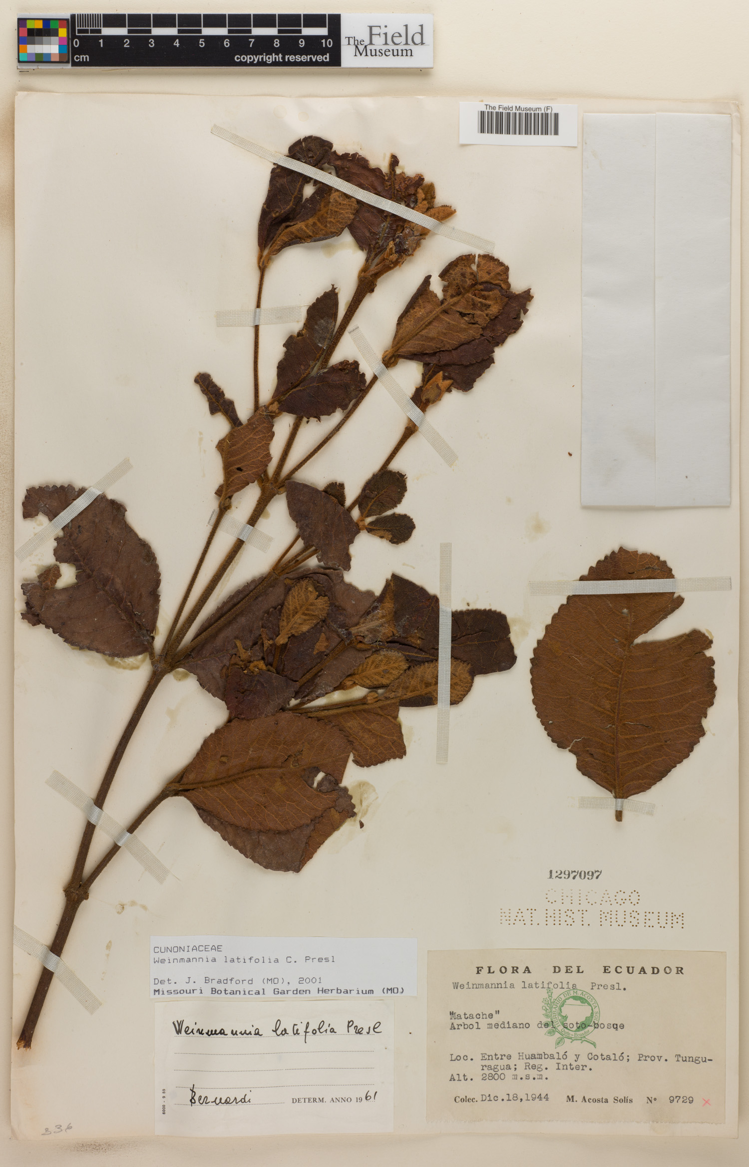 Weinmannia latifolia image