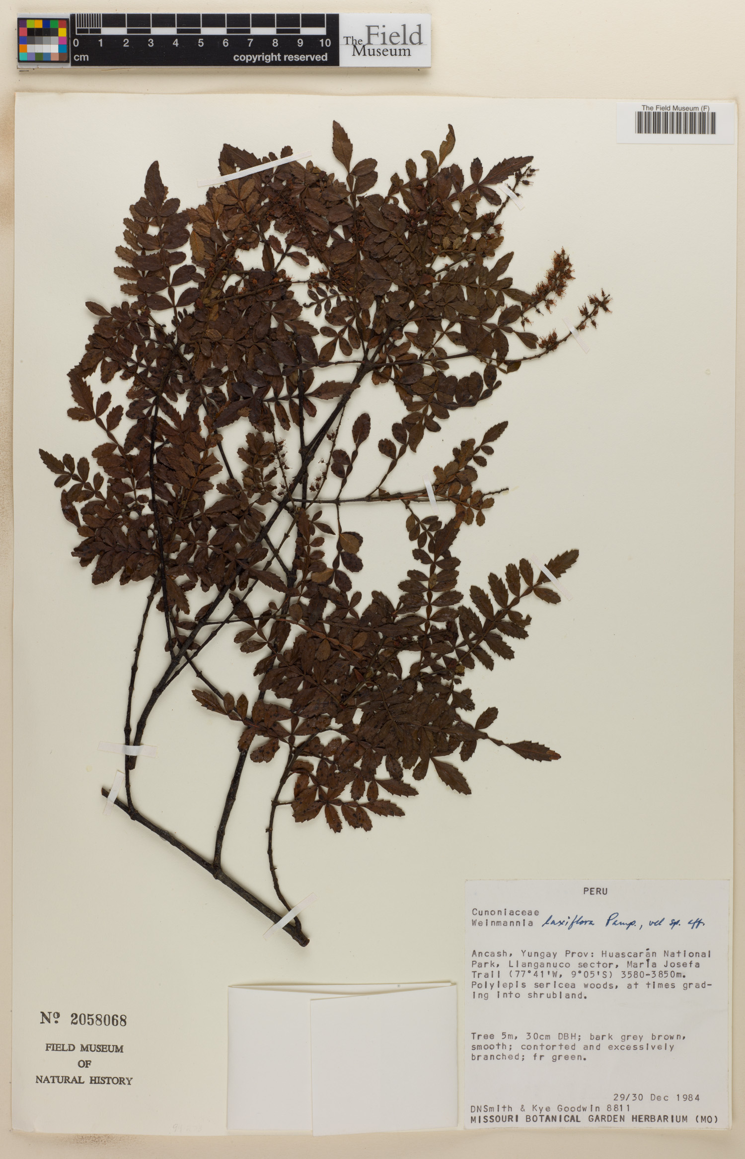 Weinmannia laxiflora image