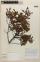 Weinmannia laxiflora image