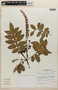 Weinmannia lentiscifolia image