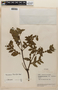 Weinmannia lentiscifolia image