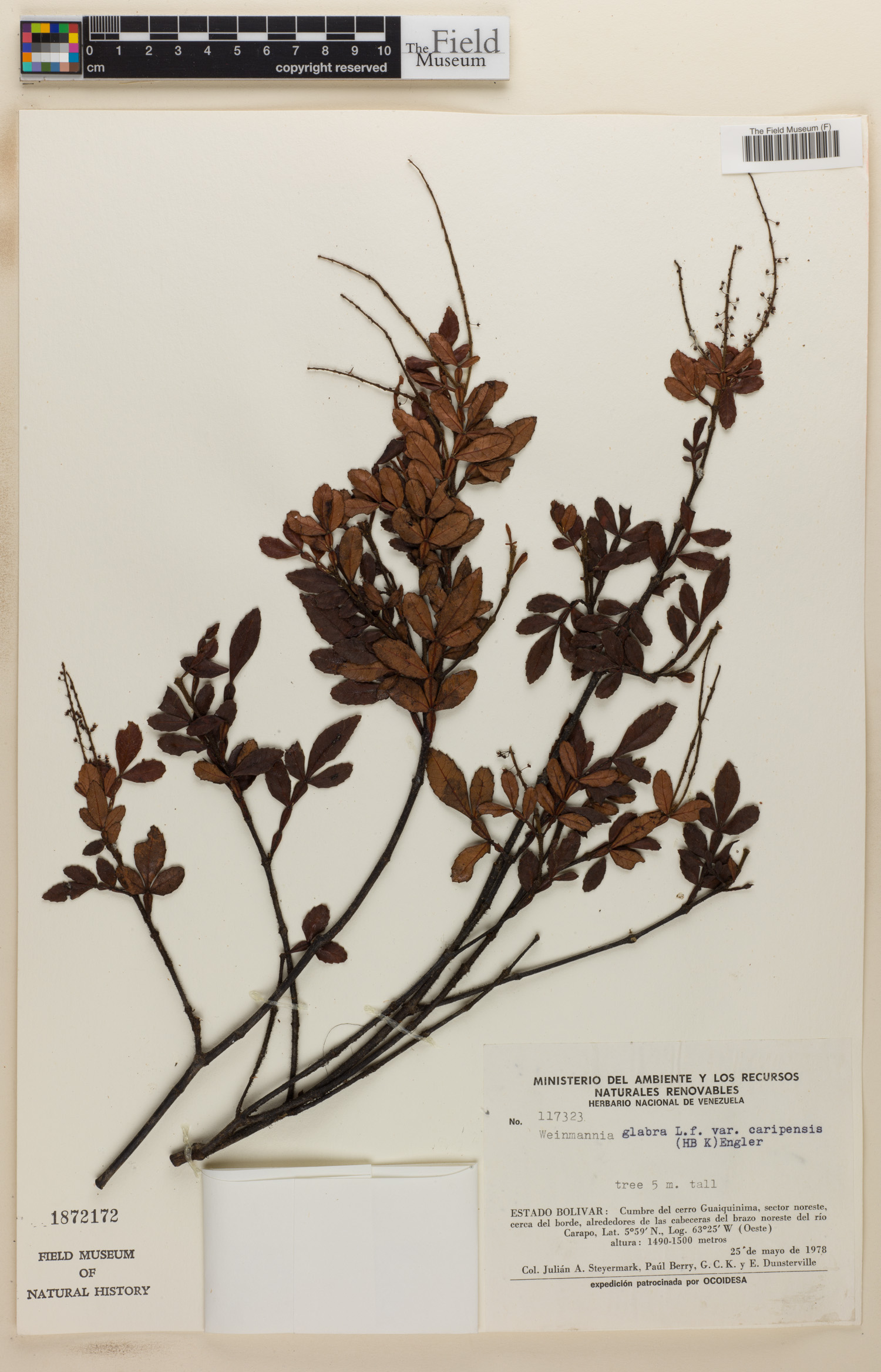 Weinmannia fagaroides image