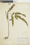 Lindsaea arcuata image