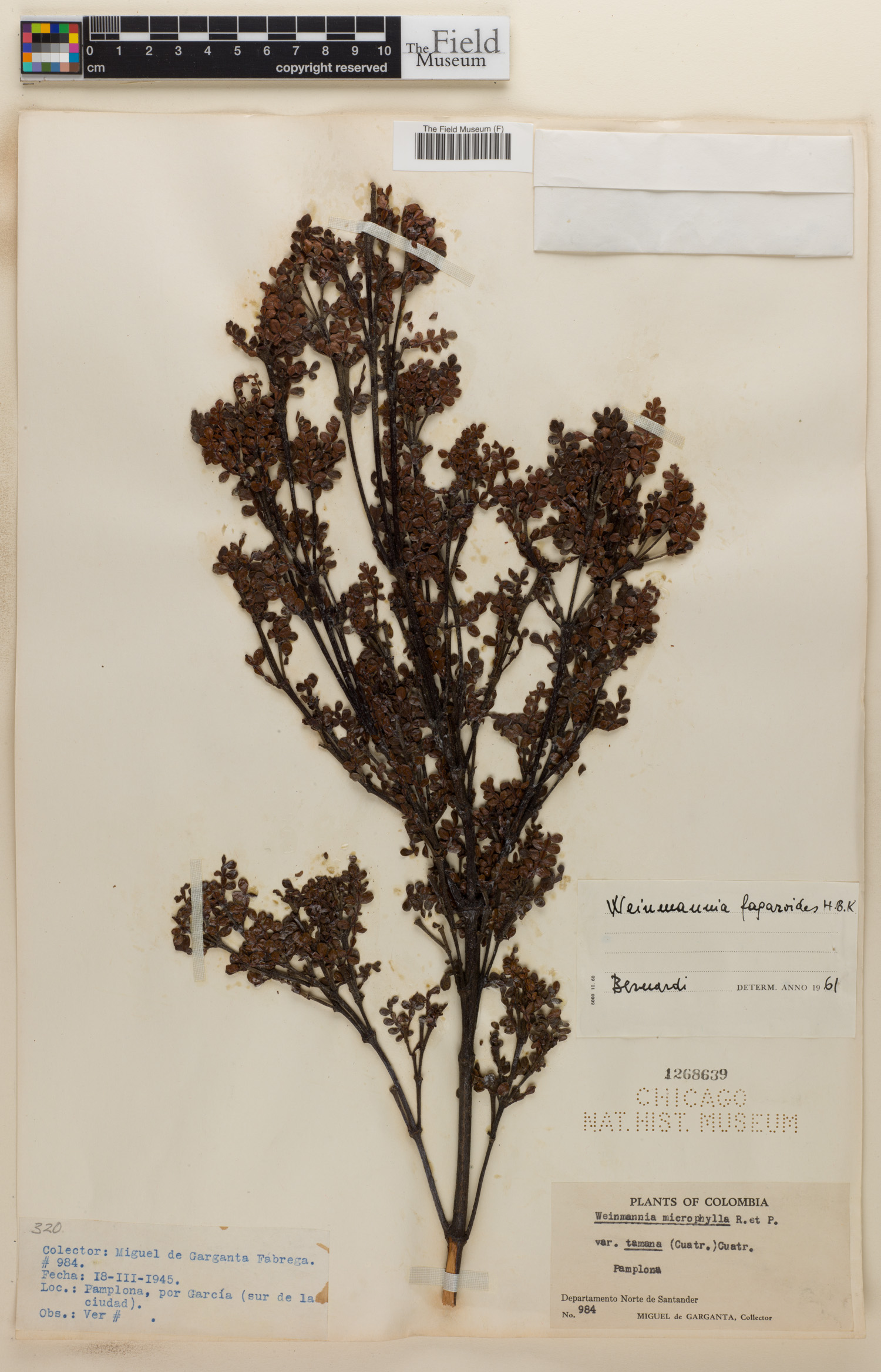 Weinmannia fagaroides image