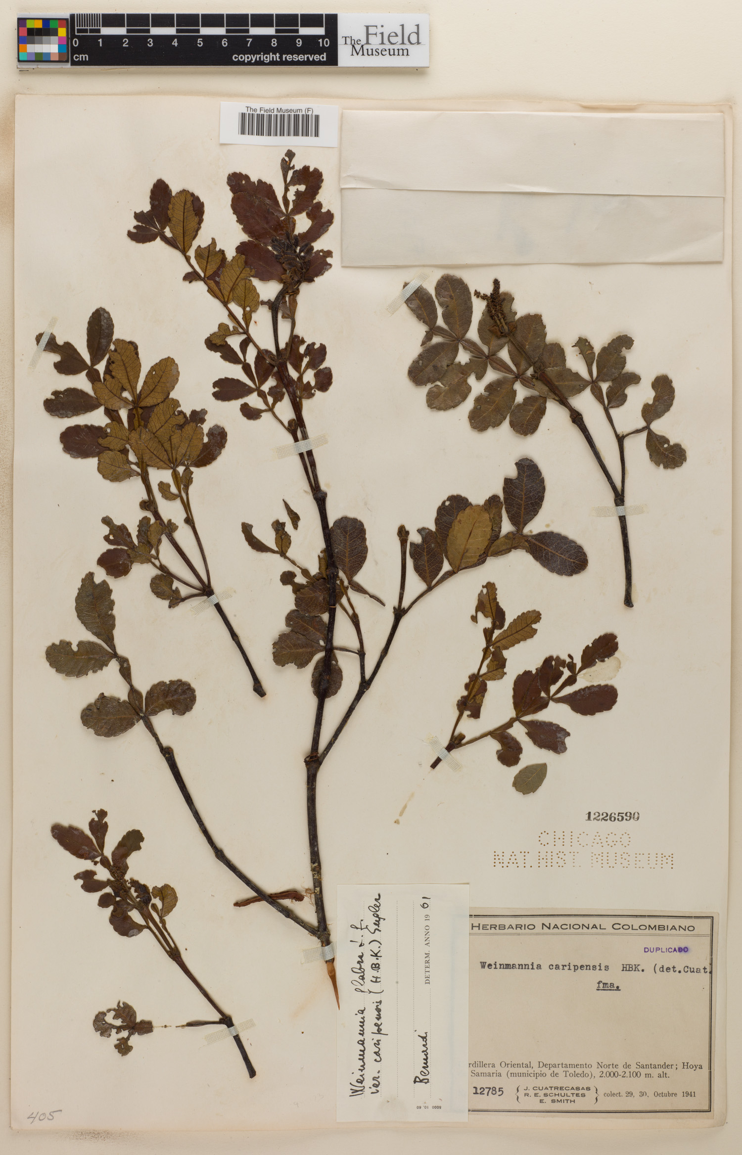 Weinmannia glabra image