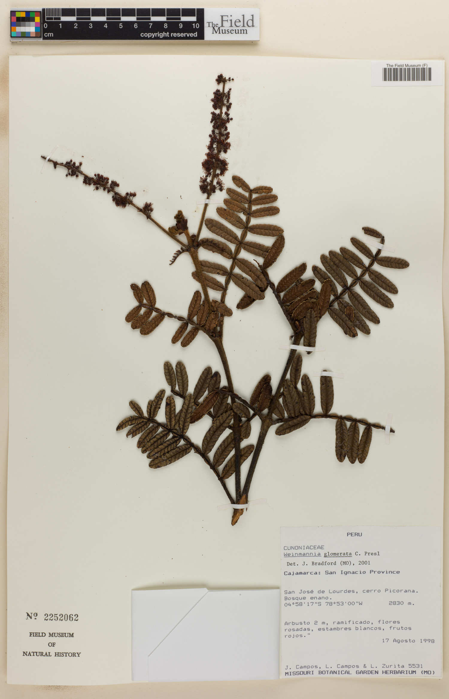 Weinmannia glomerata image
