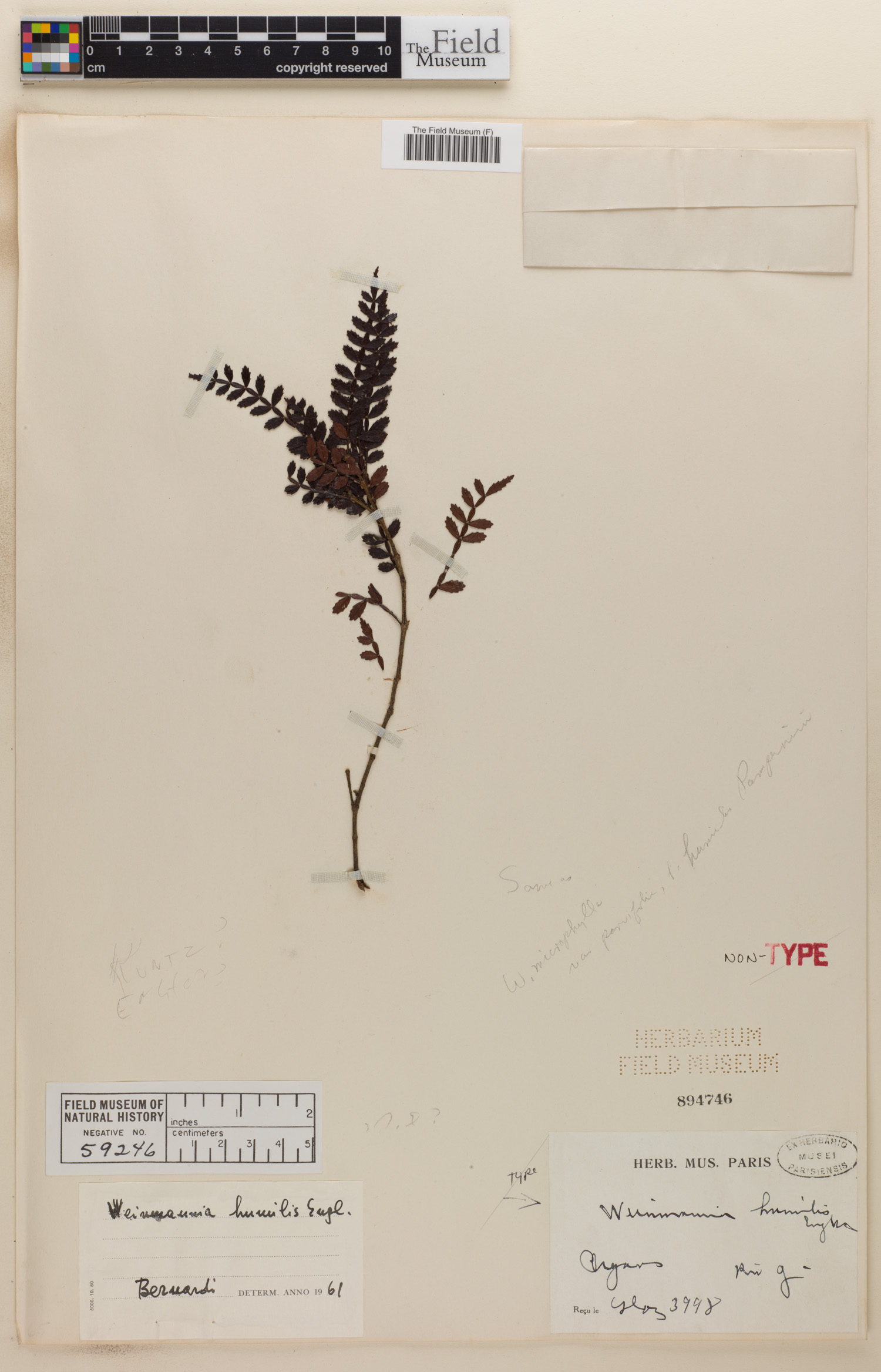 Weinmannia humilis image