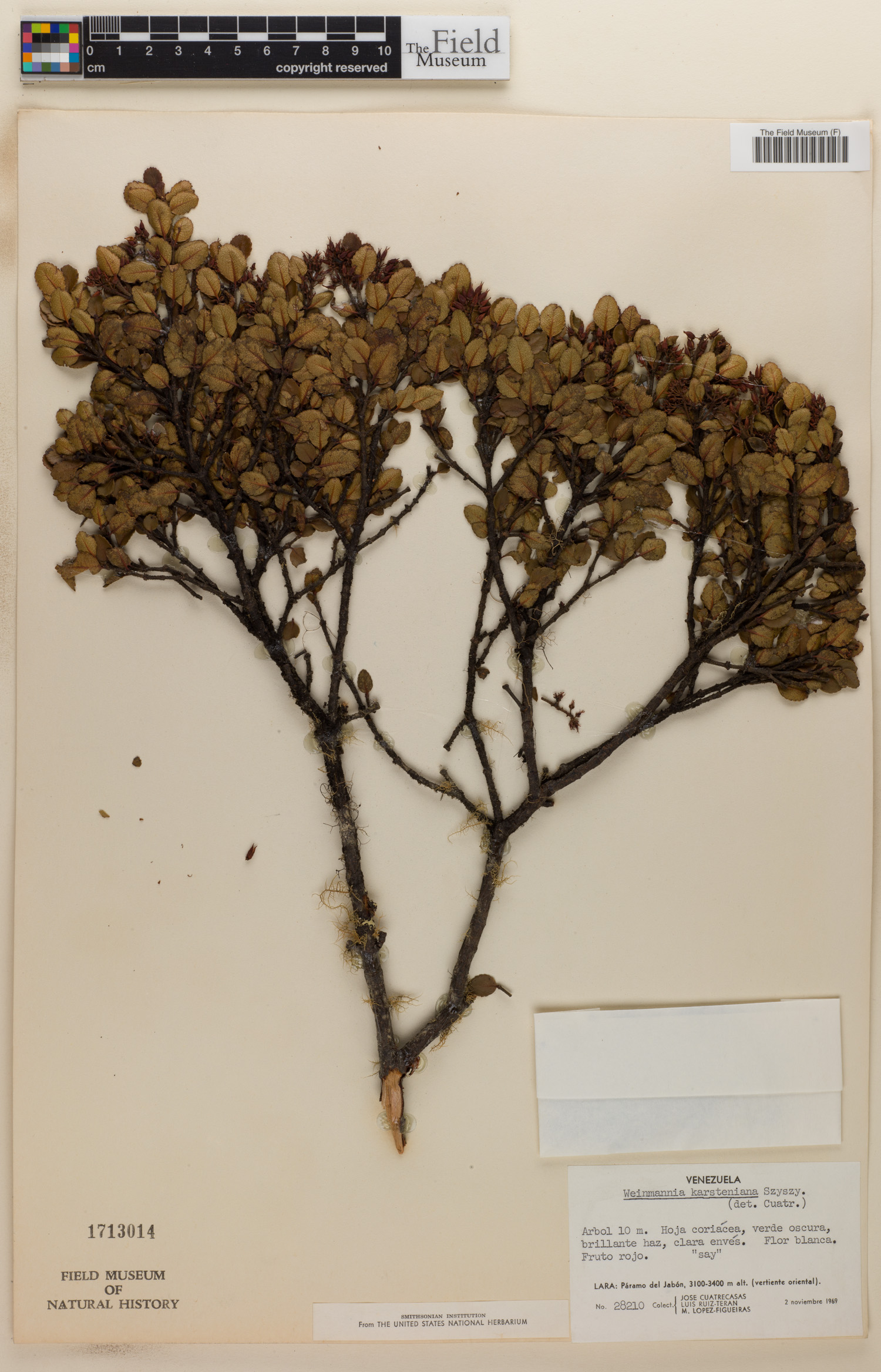 Weinmannia karsteniana image