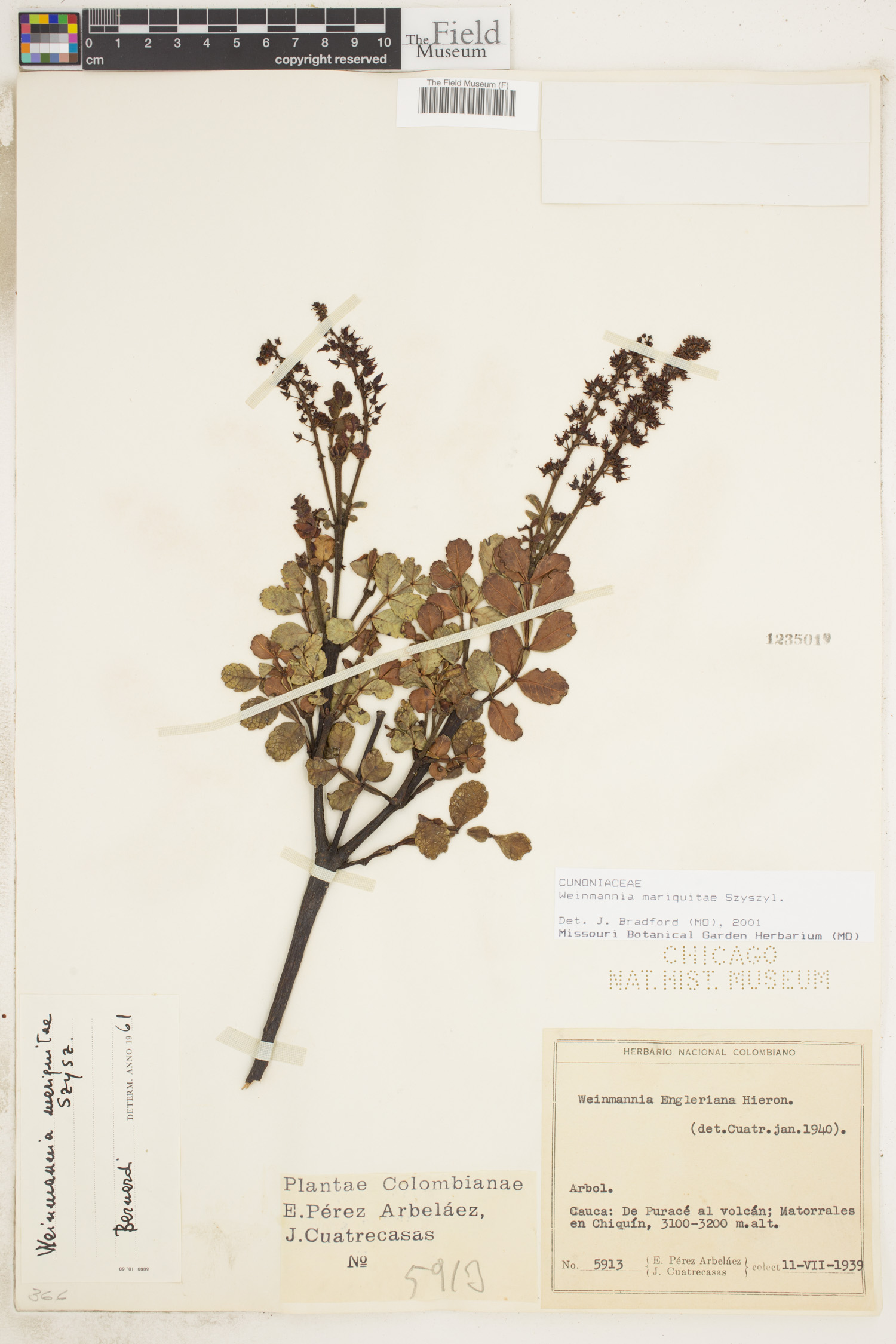 Weinmannia mariquitae image