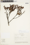 Weinmannia mariquitae image