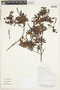 Weinmannia microphylla image