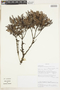 Weinmannia microphylla image