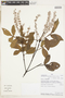 Weinmannia pentaphylla image