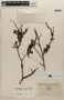 Weinmannia polyphylla image